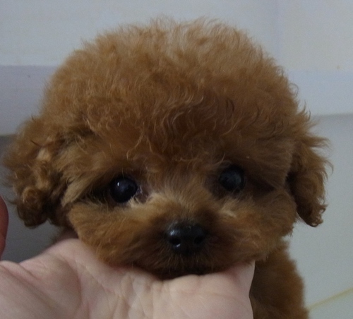 可愛い！可愛い！　　　　　　　　　　　　　石川県　トイプードル　子犬