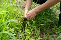 草むしり・草刈り・剪定業務