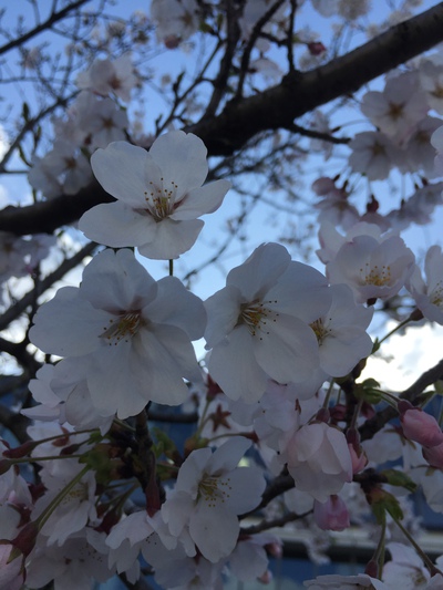 桜満開！！絶景金沢城公園！！