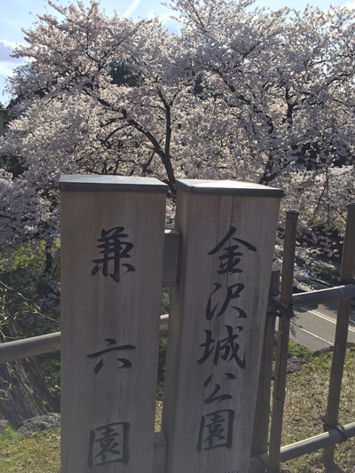 桜満開！！絶景金沢城公園！！